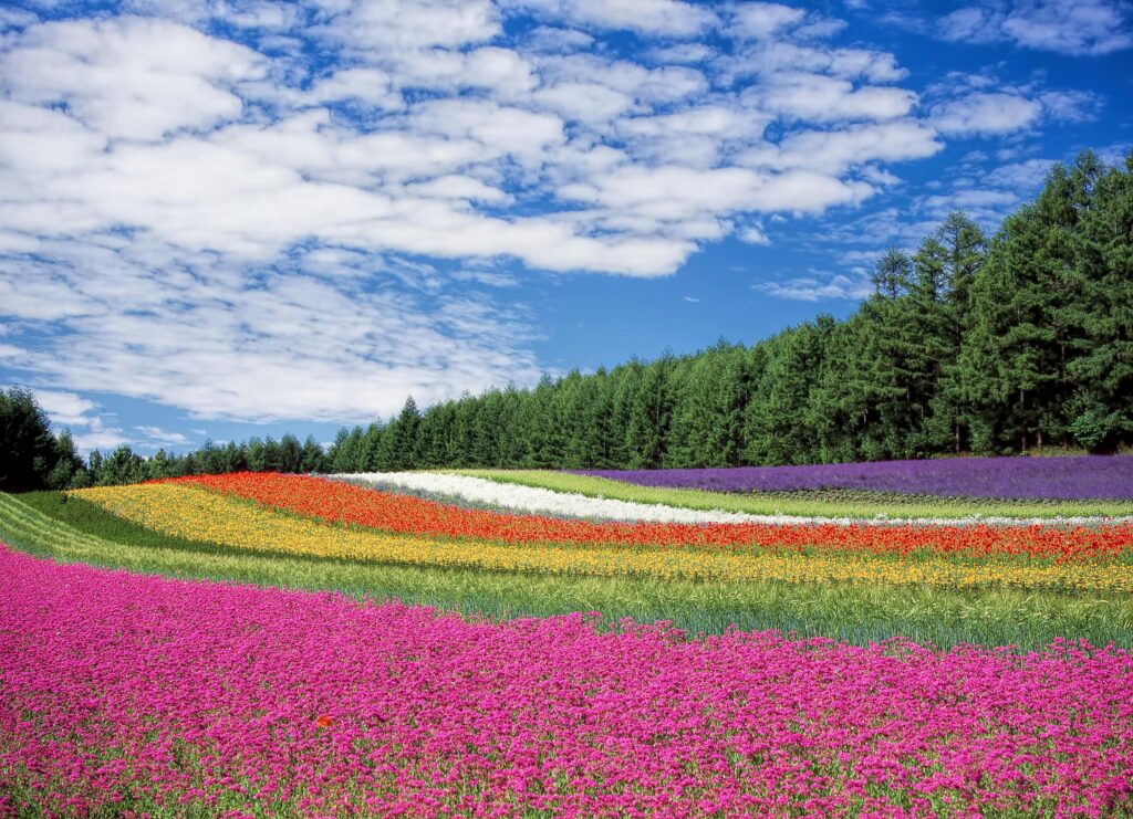 colorful flower field in Idaho representing high pollen and allergy season in Boise
